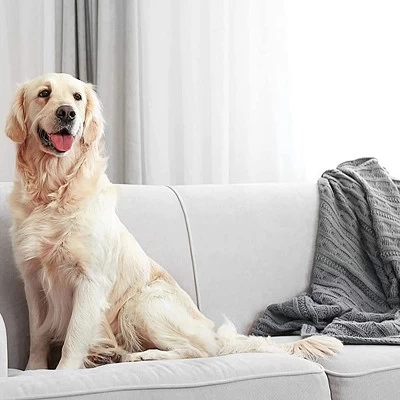 ZEP Enforcer Flea Killer For Carpet Fresh Linen - 20 Oz. 12 ZEP Enforcer Flea Killer For Carpet Fresh Linen - 20 Oz. - Image 10